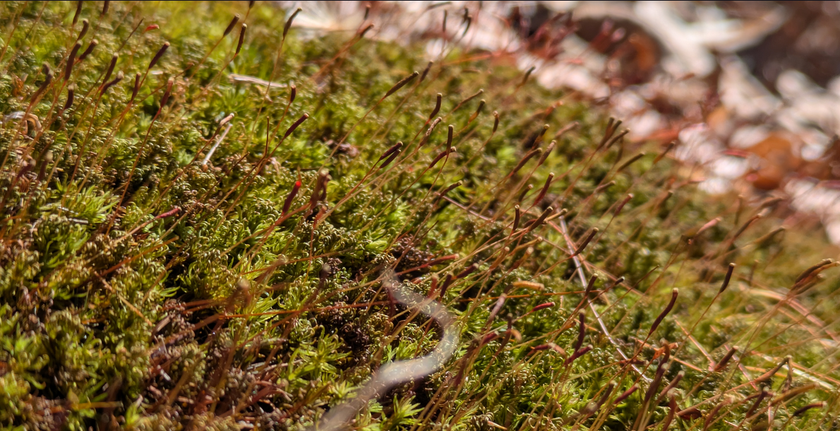 A macro picture of moss growing in the late winter