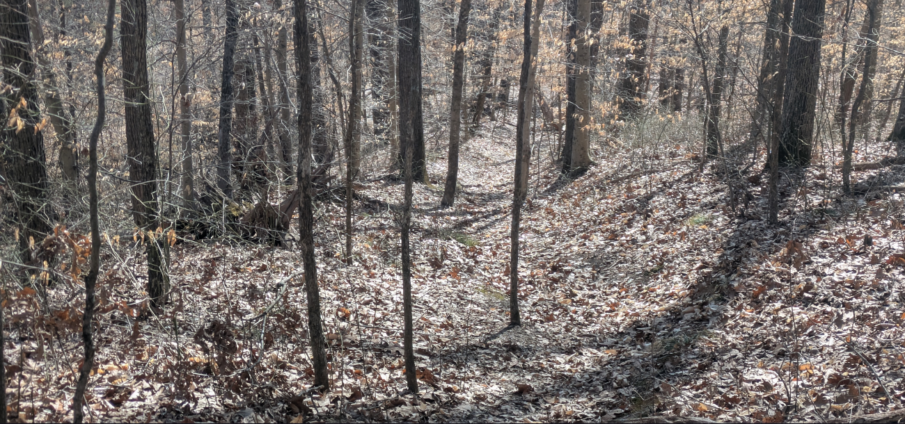 A late winter path with no snow and not much foot traffic.